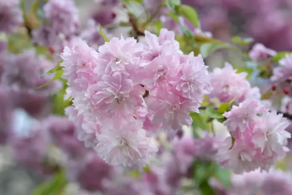 Japanese flowering cherry Kiku-Shidare-Zakura flowers. Getty Images