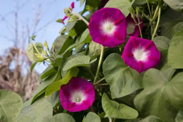 Morning glory – Ipomoea purpurea