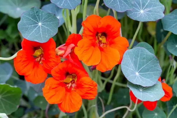 Nasturtium – Tropaeolum majus