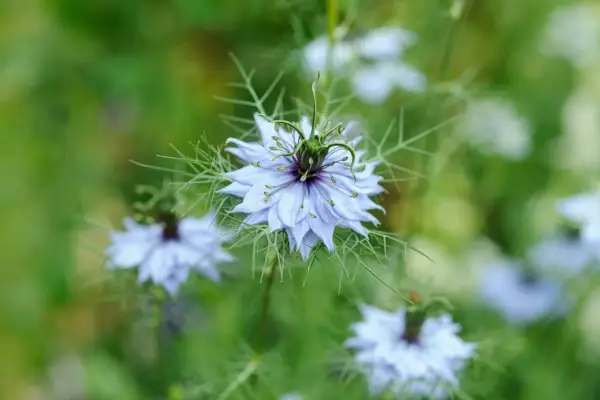 Love-in-a-mist – Nigella
