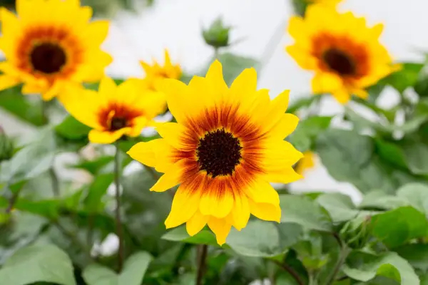 Sunflower – Helianthus annuus