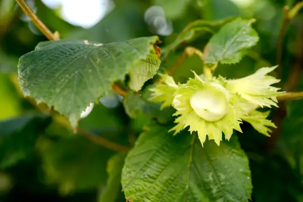 Hazelnut and hazel leaves