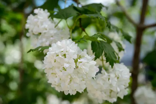 Viburnum opulus