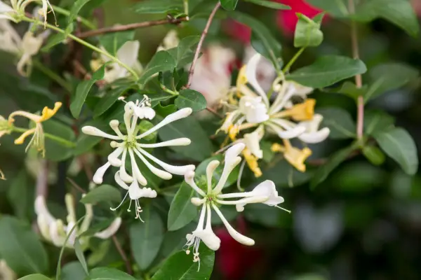 Lonicera periclymenum
