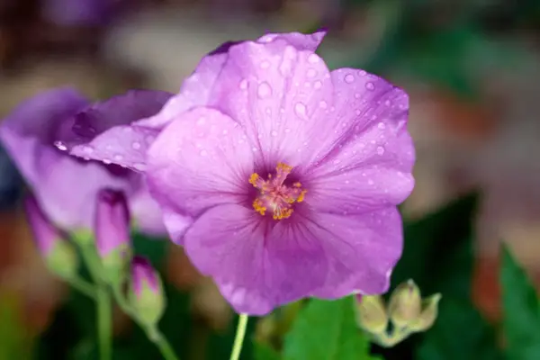 Pět asrutilonů roste