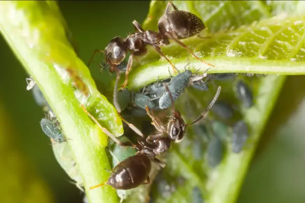 Wie man Ameisen loswerden