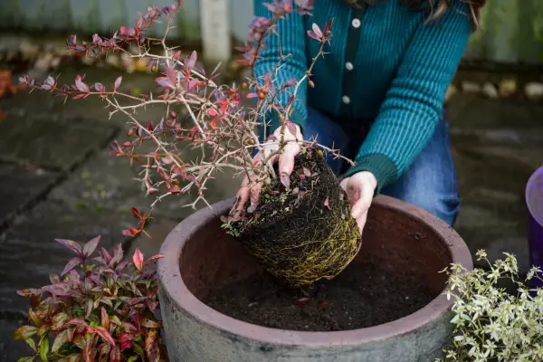 Planting a berberis in a large pot