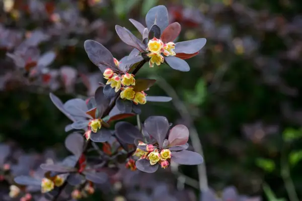 Berberis thunbergii f. atropurpurea