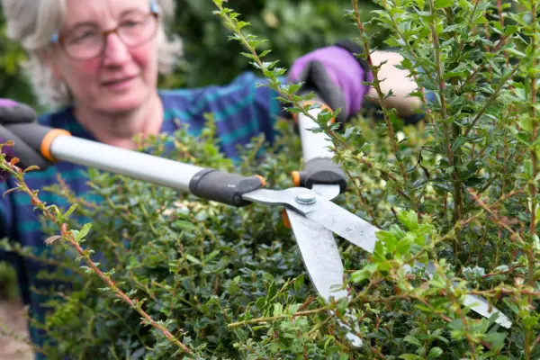 Pruning a berberis hedge