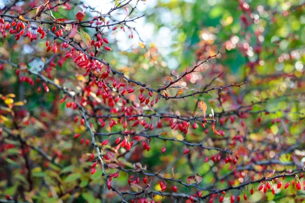 Berberis thunbergii 
