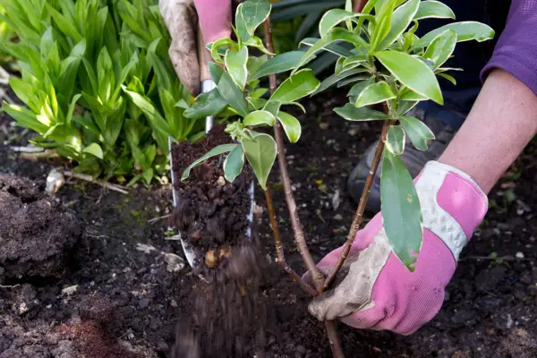 Planting Daphne odora 