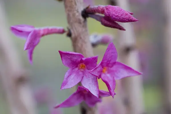 Daphne mezereum in flower