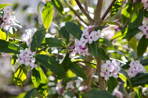Pale-pink daphne in bloom