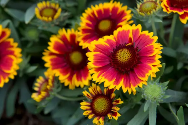 Gaillardia 