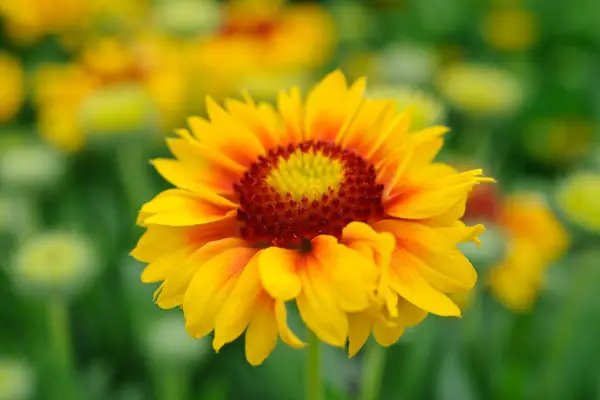 Gaillardia x grandiflora 