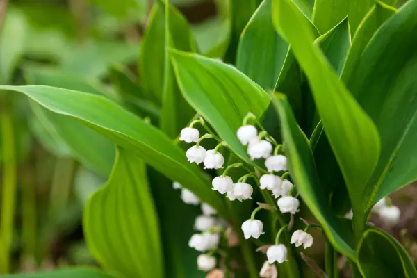 Convallaria 