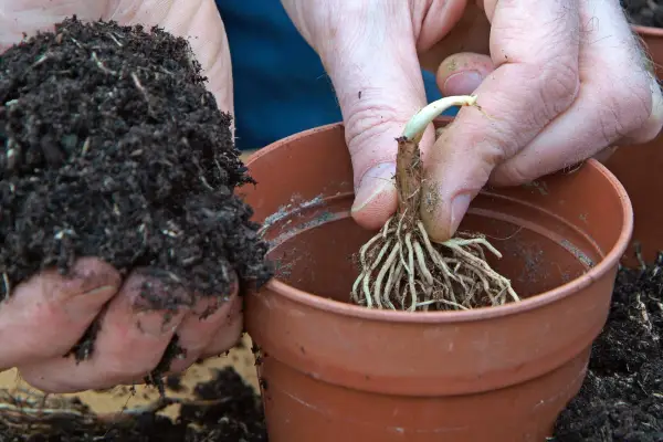 Planting convallaria roots in pots