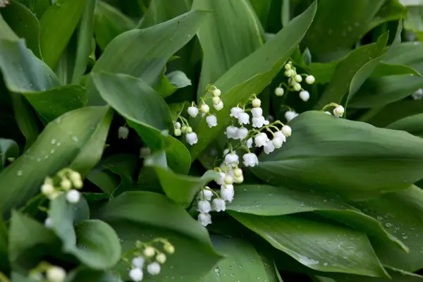 Convallaria majalis