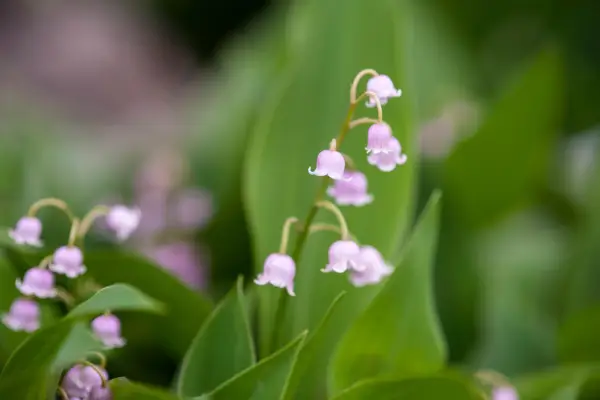 Convallaria majalis var. rosea