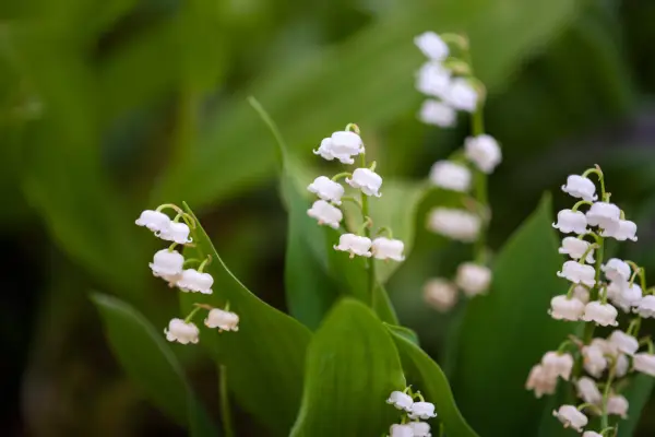 How to grow lily of the valley