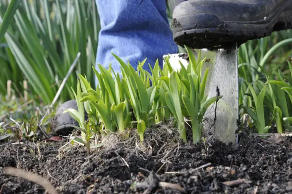 Digging up the daylilies