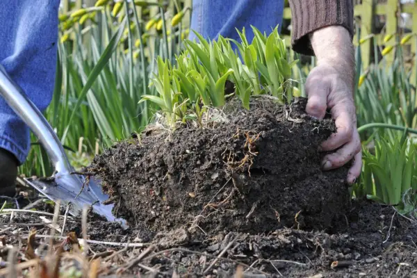 Lifting out the daylily clump