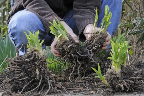 Breaking apart the daylily clump