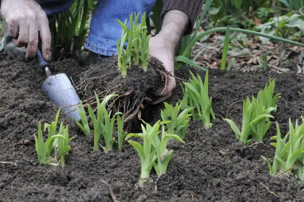 Replanting daylily divisions