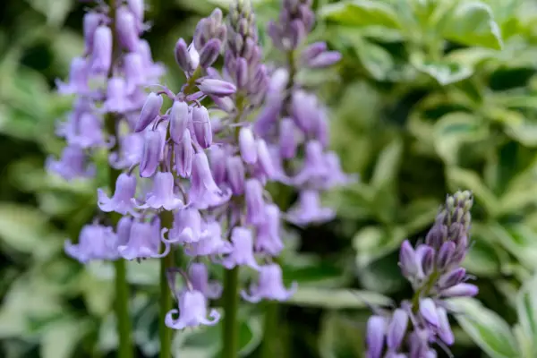 Pink Spanish bluebell flowers