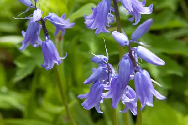 Spanish bluebell flowers