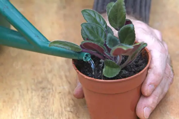Watering the compost