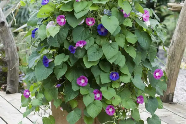 Morning glory pot display