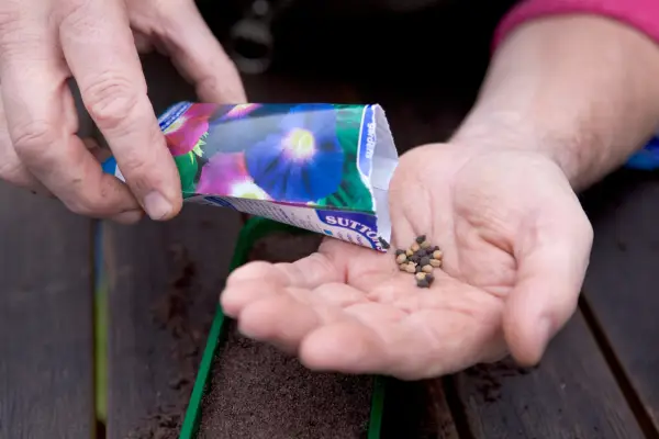 Sowing morning glory seed