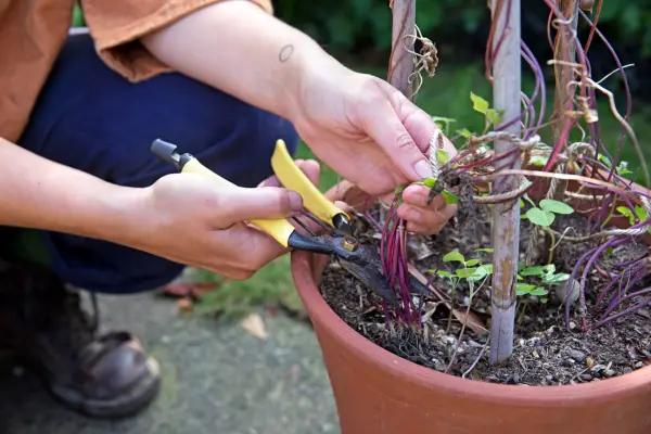 Cutting back old morning glory stems