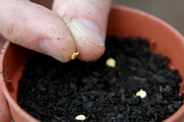 Sowing sweet pepper seeds