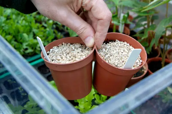 Placing the pots in a cold frame
