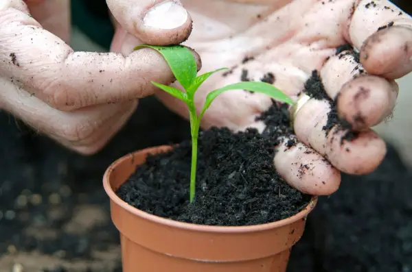 Transplanting sweet pepper seedlings