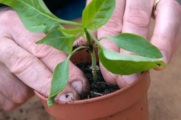 Transplanting sweet pepper seedlings