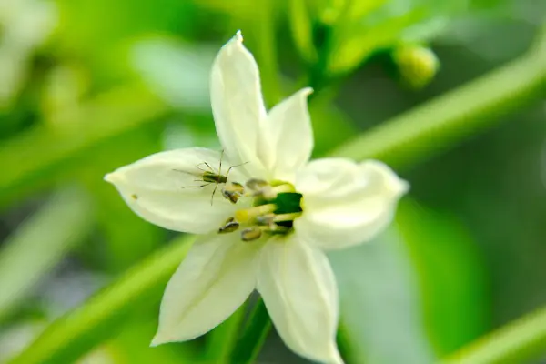 Sweet pepper flower