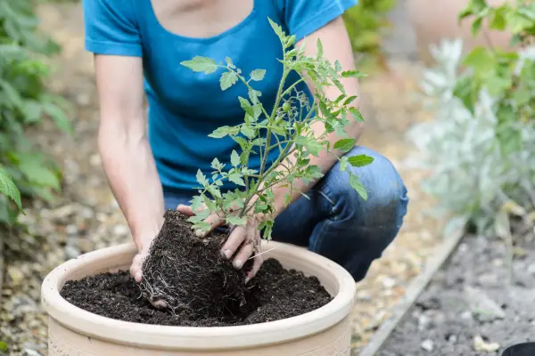 How to grow tomatoes - planting out tomatoes