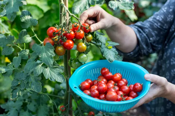 Harvesting tomatoes from the vine