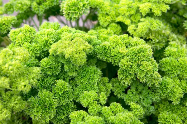 Curley parsley foliage