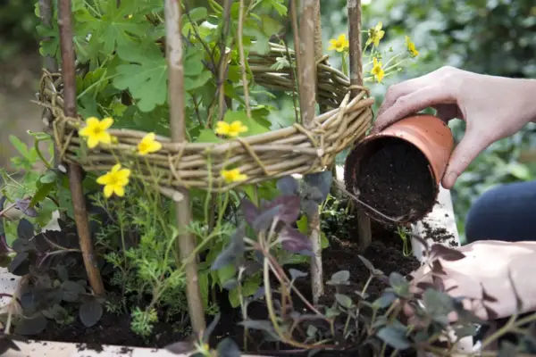 Planting around the wig-wam