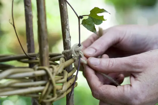Tying the climbers into the wig-wam