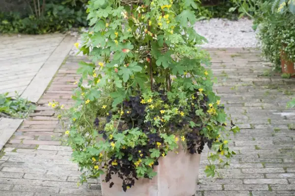 Annual climber pot display