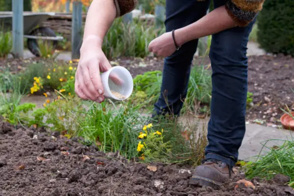 Sowing green manure seeds
