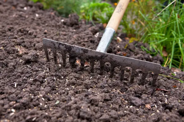Raking the green manure seed into the soil