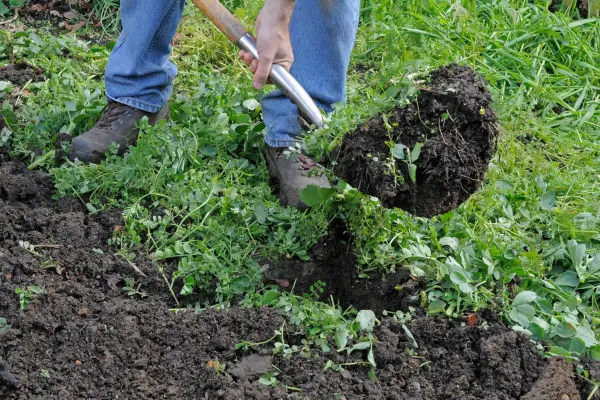 Digging phacelia into the ground, as a green manure