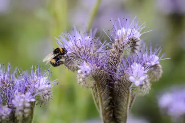 Phacelia tanacetifolia is often grown as a green manure but its flowers are loved by bees
