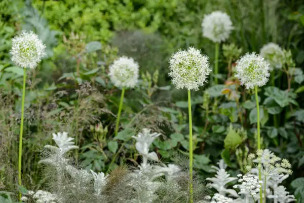 Best alliums to grow - Allium 